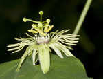 Yellow passionflower